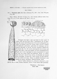 Puccinia allii image